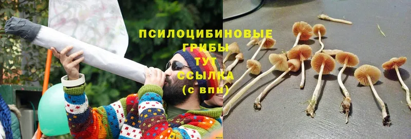 что такое   Агрыз  Псилоцибиновые грибы MAGIC MUSHROOMS 